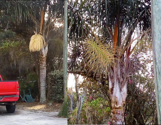 [Two photos spliced together. On the left is a front view of the cream-colored blooming strands. On the right is the same branch eight days later and each strand is now thin and light green as if it is the start of new palm leaves. ]